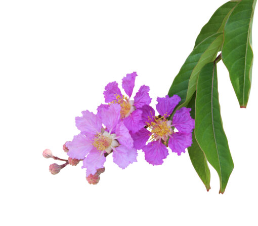 Purple crape myrtle flower isolated on white