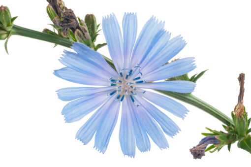 Chicory flower. Macro